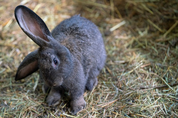 cute dark rabbit in the grass