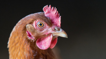 portrait of a chicken