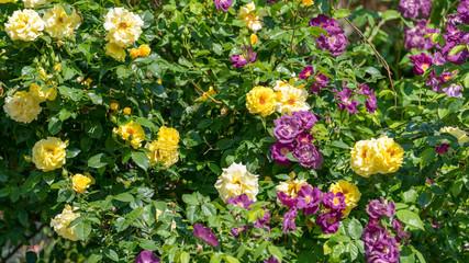 colorful spring flowers