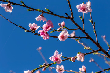 The peach (Prunus persica) tree blooms in the mountains.