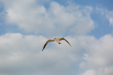 Seagull in flight against a blue sky, ascending with wings spread
