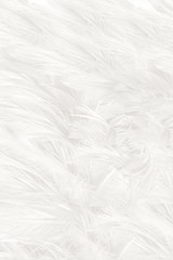 white feather texture for background