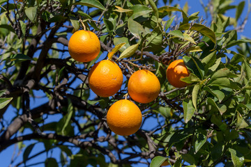 Branch with ripening orange close-up