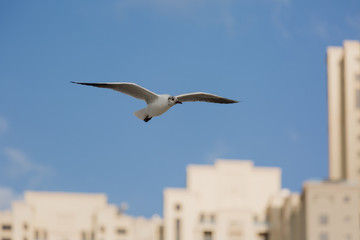 Seagulls in flight against the background of the sights of the old city, Charles Bridge and view to Vltava River, Prague Castle, Prague, Czech Republic.
