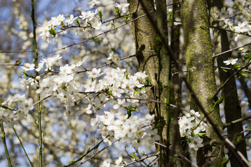 Firework of white cherry plum flowers on a background of blue sky.