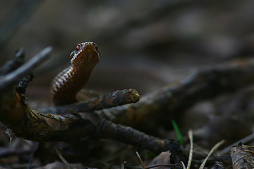 poisonous dangerous snake, viper in the wild, Russia swamp