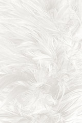 Beautiful white feather wooly pattern texture background