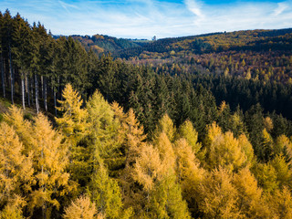 Lärchenwald Herbstfarben