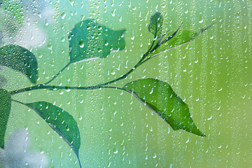 spring rain in the forest, fresh branches of a bud and young leaves with raindrops