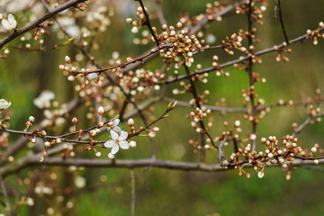 White flowers of cherry plum and flower buds on a branch in a spring garden.