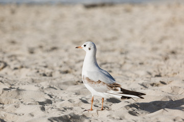 Seagulls on the beach in Hermosa watching the waves break on the shore waiting for food