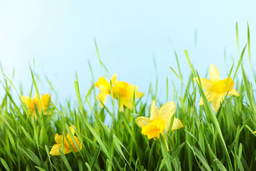 Bright spring grass and daffodils with dew against light blue background