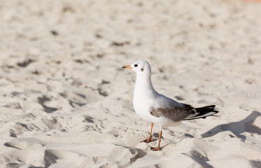 Seagulls on the beach in Hermosa watching the waves break on the shore waiting for food