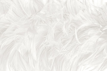 Beautiful white feather pattern texture background