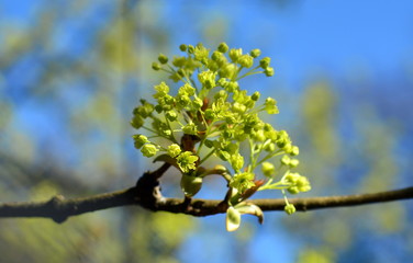Lindenblüten an einem Zweig