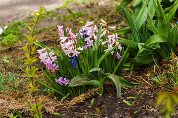 Fototapeta premium Beautiful pink-colored hyacinths in a spring garden.