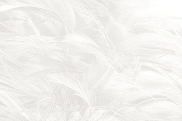 Beautiful white feather wooly pattern texture background