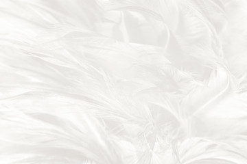 Beautiful white feather wooly pattern texture background