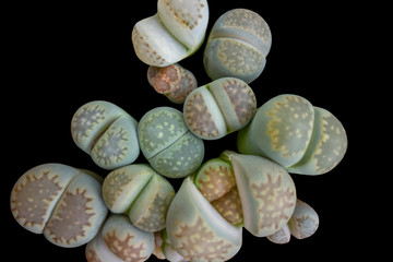 lithops closeup