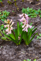 Beautiful pink-colored hyacinths in a spring garden.