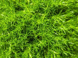 green vegetation background