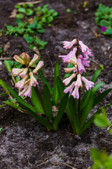Beautiful pink-colored hyacinths in a spring garden.