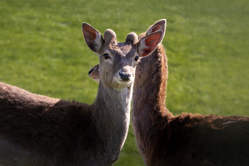 Verliebtes Reh schaut zur Kamera - Deer in love looks at the camera