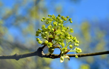 Lindenblüten an einem Zweig