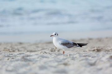 Seagulls on the beach in Hermosa watching the waves break on the shore waiting for food