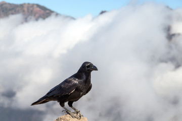 a black crow with white clouds in the background