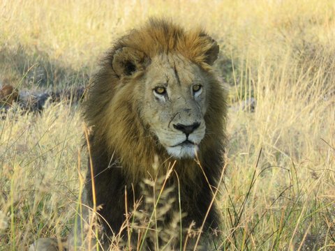 Lion In Field