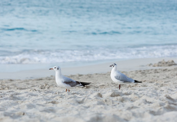 Seagulls on the beach in Hermosa watching the waves break on the shore waiting for food