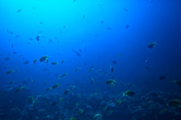 Obraz na płótnie Canvas marine ecosystem underwater view / blue ocean wild nature in the sea, abstract background