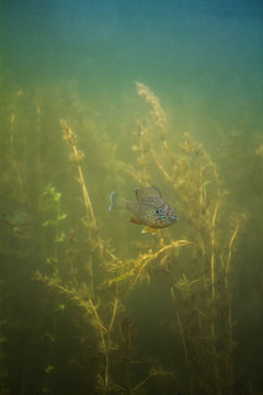 Fresh water fish