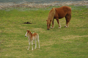 Fototapeta na wymiar Horse and foal graze on the meadow