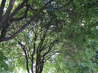 green tree branches
