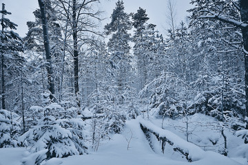 winter in a pine forest landscape, trees covered with snow, January in a dense forest seasonal view