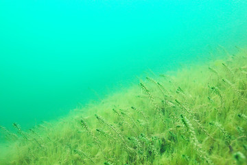 Fototapeta na wymiar ecosystem underwater pond / landscape underwater photo diving in fresh water, green world algae and fish in river depth