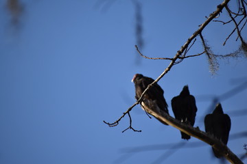Buzzards 
