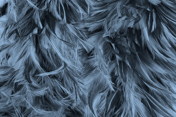 Beautiful black baby blue feather pattern  texture background
