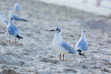 Seagulls on the beach in Hermosa watching the waves break on the shore waiting for food