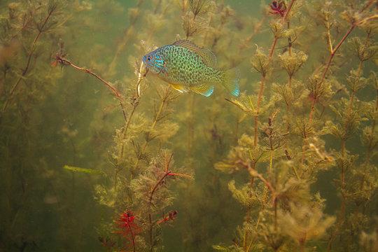 Lepomis gibbosus