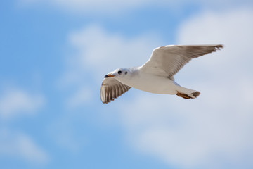 Seagull in flight against a blue sky, ascending with wings spread