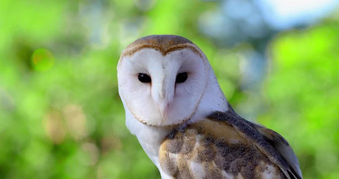Clip of a white owl looking around with big black eyes, close up, wildlife animal