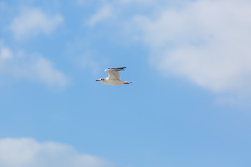 Seagull in flight against a blue sky, ascending with wings spread
