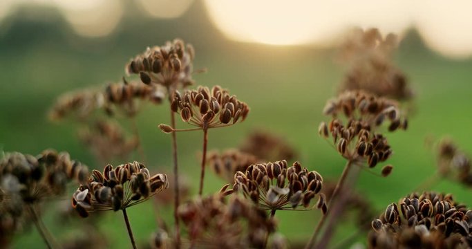 Cumin seeds plants close up view on bright sunset background in vegetable garden - raw video record.