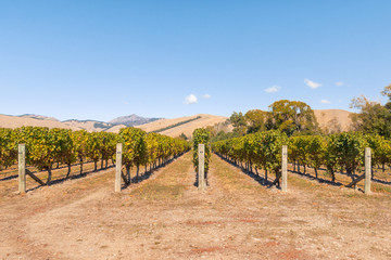 New Zealand autumn vineyard landscape with blue sky and copy space