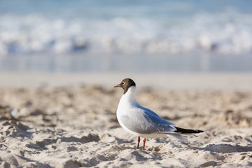 Seagulls on the beach in Hermosa watching the waves break on the shore waiting for food