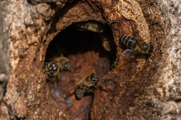 А hollow in a tree used by honey bees as a hive.
