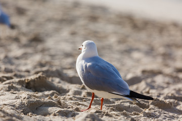 Seagulls on the beach in Hermosa watching the waves break on the shore waiting for food